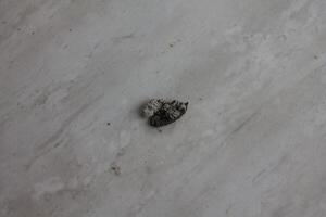 Chicken dung makes the floor dirty photo