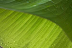 Banana leaf texture is good for banner design background photo