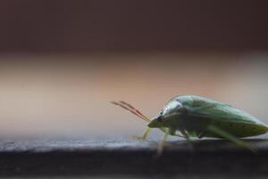 the ordo hemiptera or green bedbugs are often found in rice fields and are pests that destroy rice plants photo