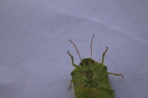 the ordo hemiptera or green bedbugs are often found in rice fields and are pests that destroy rice plants photo