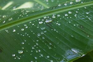 dew drops on banana leaf photo