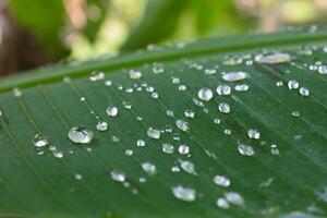 dew drops on banana leaf photo