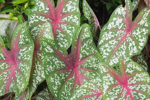 Caladium bicolor with red and green and white leave photo