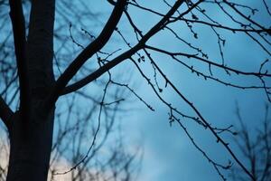 Silhouette of bare tree branches against a blue sky. photo