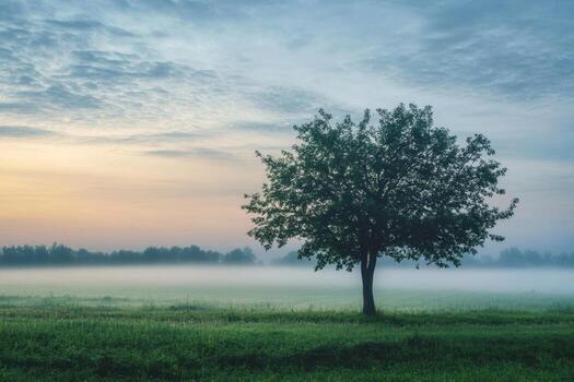 A lone tree in a field with foggy sky photo