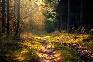 Sunbeams illuminate a path through an autumnal forest. photo