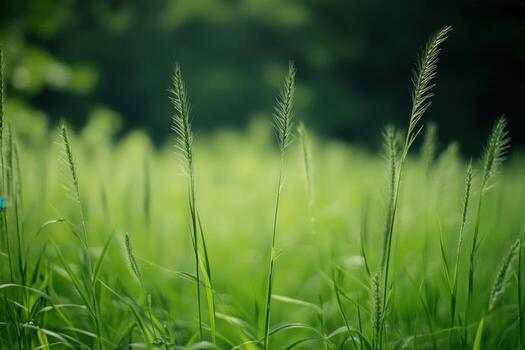 Tall blades of grass rise up in a field, with a blurred background of lush green foliage. photo