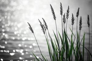 Tall grass with seed heads against a blurry background of sparkling water. photo