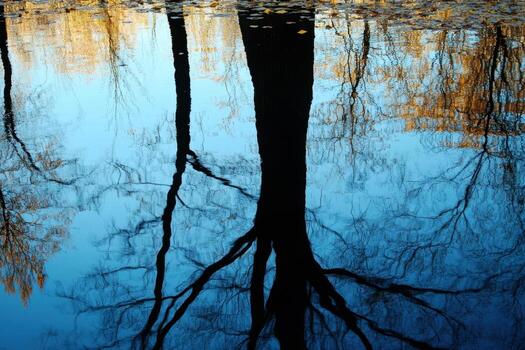 Tree reflections on a calm blue water surface. photo