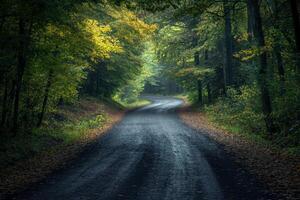 Winding road through misty forest. photo