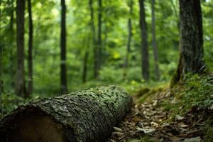 A fallen log in a lush green forest. photo