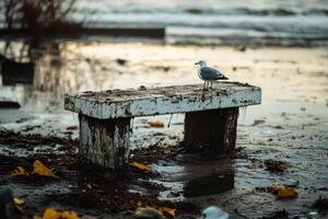 A lone seagull perched on a weathered wooden bench on a sandy beach. photo