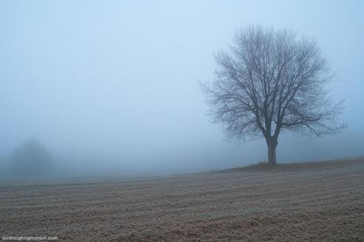 A lone tree stands in a foggy field. photo