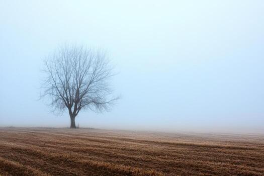 A lone tree stands in a foggy field photo