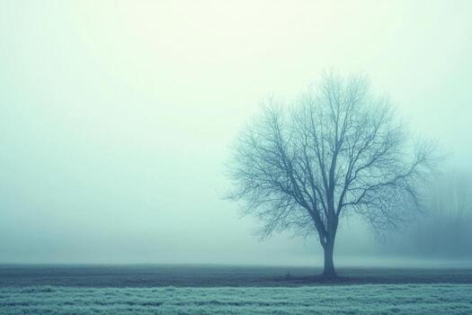 A lone tree stands in a foggy field photo