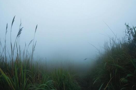 A path through tall grass disappears into a thick fog. photo