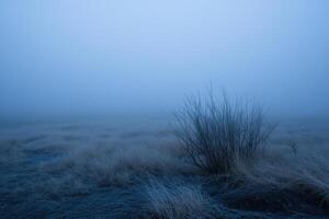 A field with grass and a few trees in the fog photo