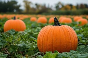 A single orange pumpkin stands out in a field of pumpkins. photo