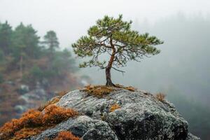 A single pine tree stands tall on a rocky outcrop in a misty forest. photo