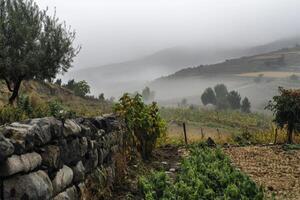 A stone wall divides a field from a foggy valley. photo