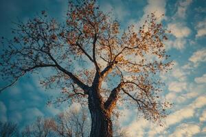 A tall tree with yellow leaves against a blue sky with white clouds. photo