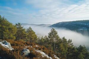 A view of the forest and fog in the winter photo
