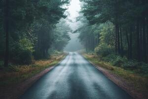A winding road disappears into the fog and trees of a forest. photo