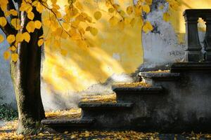 Yellow leaves on the tree photo