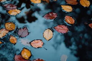 Autumn leaves floating on a still pond. photo