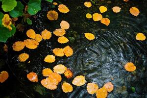 Autumn leaves floating on a clear, still pond. photo