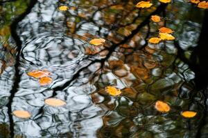 Autumn leaves floating on a still pond, reflected in the water. photo