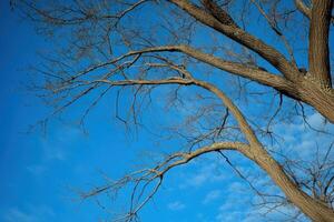 Bare branches of a tree reach towards a bright blue sky. photo