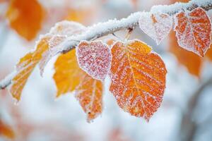 Closeup of frosty orange leaves on a branch. photo