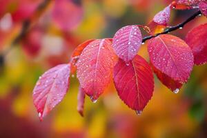 Close-up of red leaves with water droplets. photo