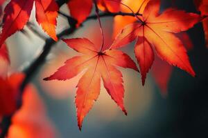 Close-up of vibrant red maple leaves in autumn. photo