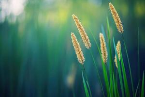 Four tall blades of grass with seed heads against a blurry teal and green background. photo