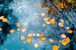 Autumn leaves floating in water with blue sky photo