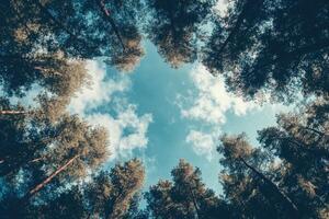 Looking up at a blue sky through a canopy of trees. photo