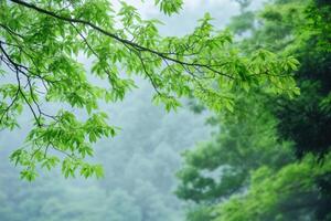 Lush green tree branches reaching towards the sky with soft, misty background. photo