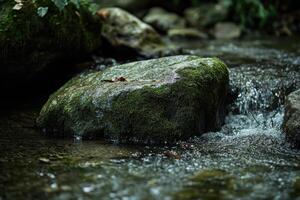 A rock in a stream with water flowing over it photo