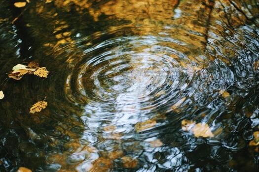 Ripples in a pond with fallen leaves. photo