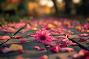A single pink daisy surrounded by petals on a wooden path. photo