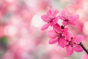 Close up of delicate pink cherry blossoms against a soft, blurred background. photo