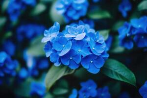 Close-up of vibrant blue hydrangea flowers with green leaves. photo