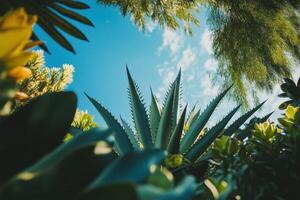 Low angle view of a large agave plant with blue sky and clouds visible above. photo