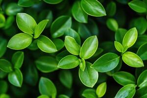 Lush green foliage background with vibrant leaves. photo