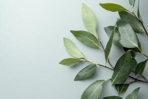 Green leaves on a grey background with copy space. photo