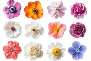 A collection of twelve different flowers, isolated on a white background. photo
