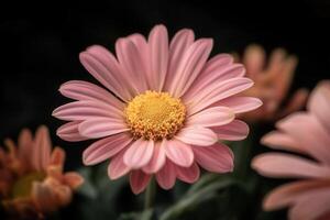 A single pink daisy with yellow center, in focus, against a dark background. photo