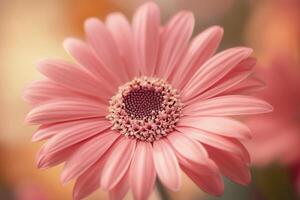 Close-up of a delicate pink gerbera daisy with a blurred background. photo